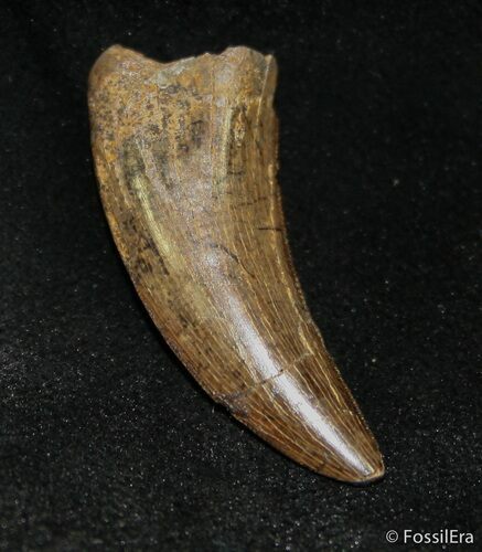 Inch Nanotyrannus (Juvenile T-Rex) Tooth #1495